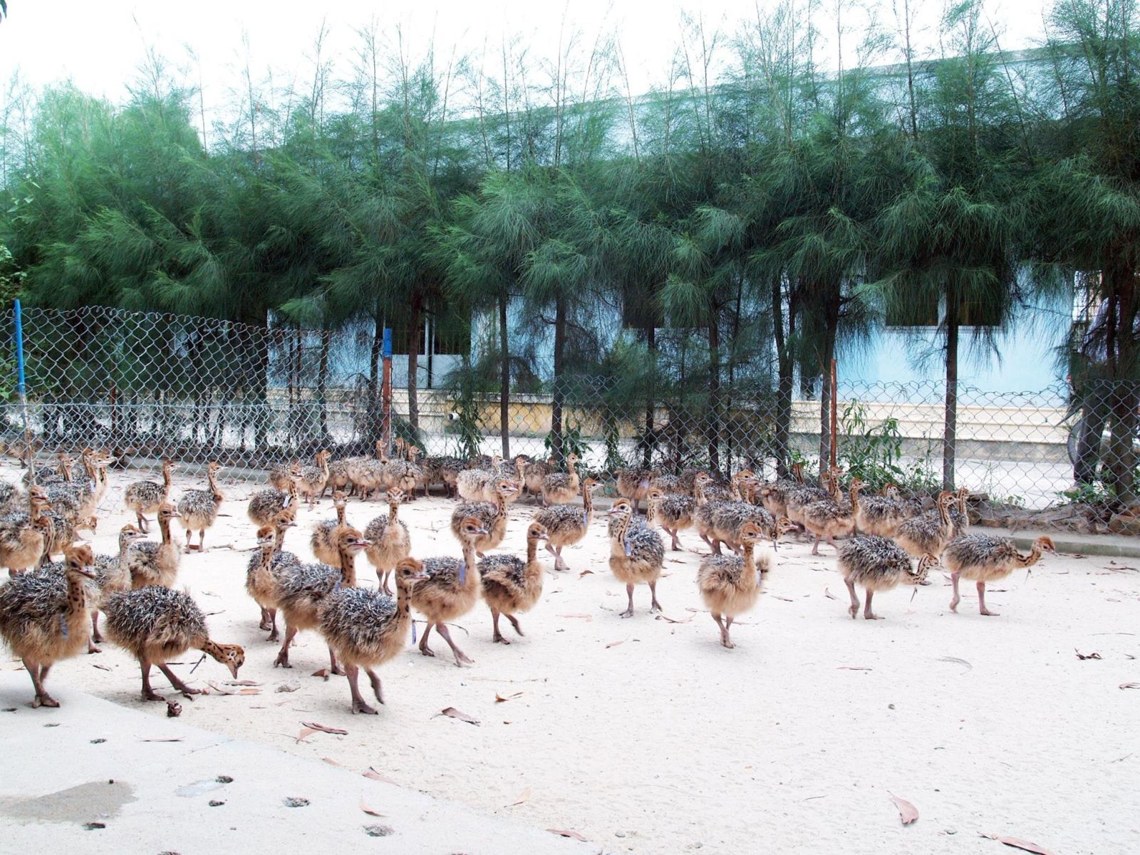 Trang Trại Đà Điểu Củ Chi