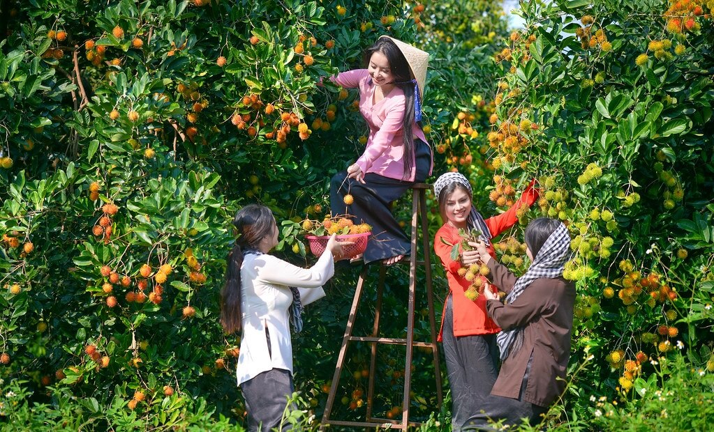 Vườn Trái Cây Trung An
